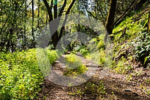 Walking trail through the forests of Uvas Canyon County Park, green Miner's Lettuce covering the ground, Santa Clara county,