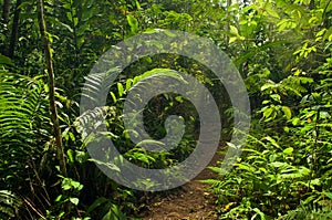 Walking trail in the jungle