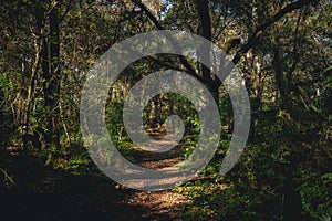 Walking trail at Lake Lotus Park in Altamonte Springs, Florida