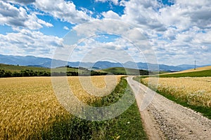 Walking trail leading through the fields in Liptov, Slovakia