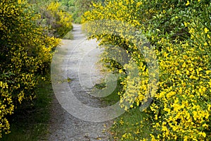 Walking Trail Lined with Scotch Broom Shrubs