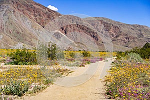 Walking trail lined up with blooming desert sunflowers Geraea canescens and sand verbena Abronia Villosa in Anza Borrego