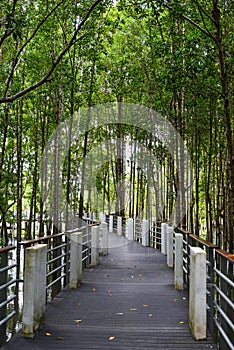 Walking trail of mangrove jungle