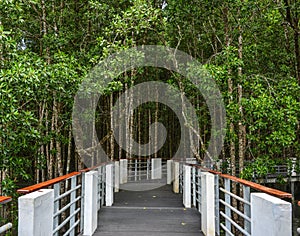 Walking trail of mangrove jungle