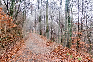 Walking trail at Michelsberg hill in Heidelberg, Germa