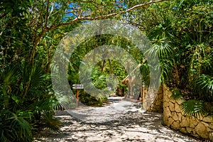 Walking trail path in rain tropical forest jungles near Playa del Carmen, Riviera Maya, Yu atan, Mexico