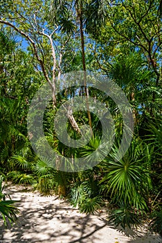 Walking trail path in rain tropical forest jungles near Playa del Carmen, Riviera Maya, Yu atan, Mexico