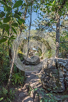 Walking trail in the rainforest at Gods Window near Graskop