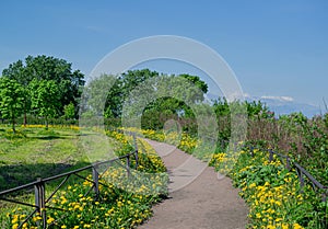 Walking trail turning left in the middle of a field of grass with blooming yellow dandelions behind a small fence, green trees