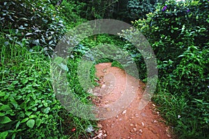 Walking trail in the Western ghats ranges, India