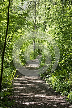 Walking trail in the woods