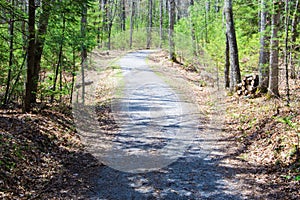 Walking Trail in the Woods