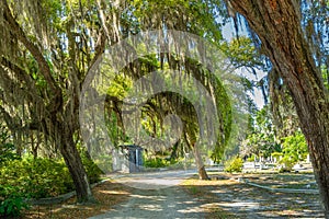 Oak Trees covered in Spanish Moss shade the graves in the Bonaventure Cemetery in Savannah Georgia photo