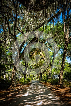 Walking trails in the Bonaventure Cemetery in Savannah Georgia photo