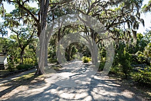 Walking trails cross the Bonaventure Cemetery in Savannah Georgia photo