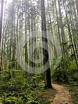 Walking through the trails of pacific spirit regional park