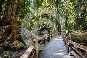 Walking trails winding through Cathedral Grove near Port Alberni on Vancouver Island