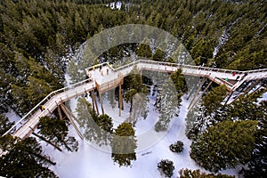 Walking through treetops aerial view