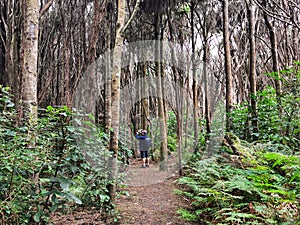 A walking trek in the prehistoric forest in Curio Bay on the South Island of New Zealand