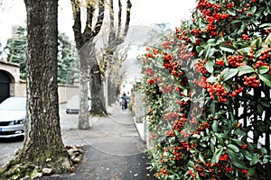 walking in Treviso, a tree-lined avenue with flowered walls