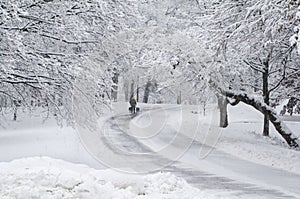 Walking two dogs in snow.