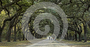 Walking under canopy of live oaks