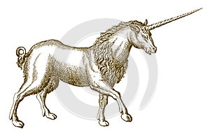 Walking unicorn in side view isolated on white background