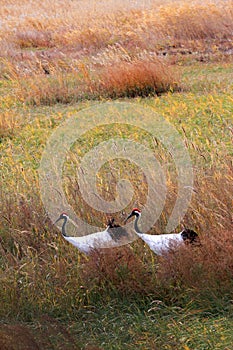 Walking very red-crowned cranes