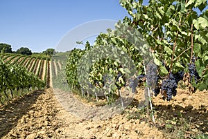 Walking through the vineyard