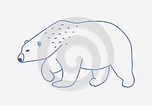 Walking or wandering polar bear hand drawn with blue contour lines on white background. Sad and fierce cartoon wild