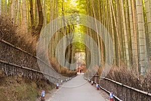 Walking way leading to bamboo forest