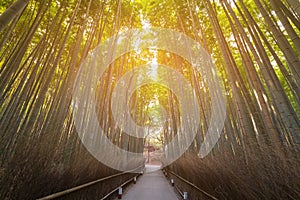 Walking way over Bamboo forest Kyoto Japan