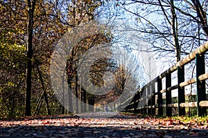 Walking way in the park in autumn