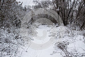 Walking way in the winter nature in city sumy in Ukraine. Winter trees covered with snow and a snowy trail in forest background