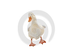 walking white duck isolated on white background