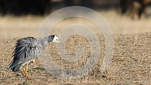 Walking White-faced Heron, Egretta novaehollandiae