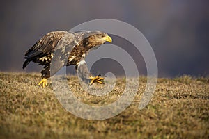 Walking white-tail