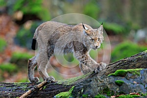 Walking wild cat Eurasian Lynx in green forest