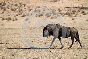 Walking wildebeest