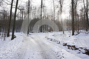 Walking in winterly forest photo