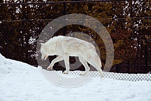 A walking wolf with the snow in the winter in the relax time