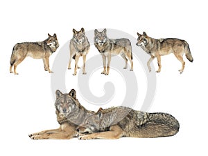 Walking wolfs in the snow isolated on white background