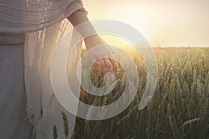 walking woman touches the wheat illuminated by the setting sun with her hand