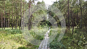 Walking on wooden plank path in green lush forest 4k