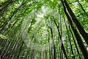 Walking through the woods under ancient beech trees