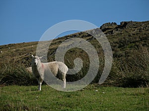 Walking on the yorkshire moors.