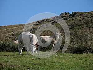 Walking on the yorkshire moors.