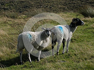 Walking on the yorkshire moors.