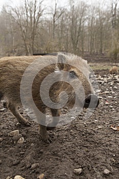 Walking young boar feral pig youngen rookie in organic petting f