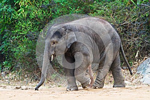 Walking young elephant